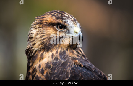 Une Buse de Swainson sur le gant au Carolina Raptor Center. Banque D'Images