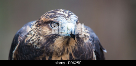 Une Buse de Swainson sur le gant au Carolina Raptor Center. Banque D'Images