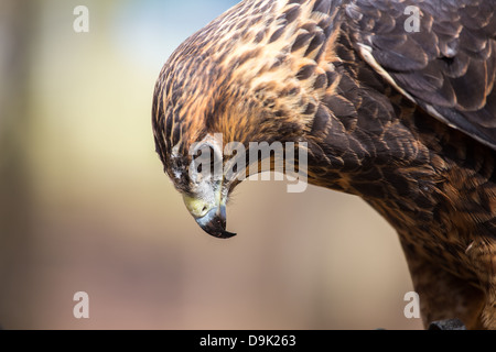 Une Buse de Swainson sur le gant au Carolina Raptor Center. Banque D'Images