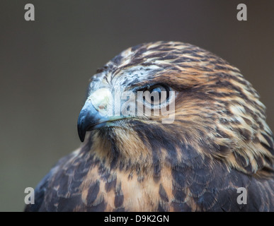 Une Buse de Swainson sur le gant au Carolina Raptor Center. Banque D'Images