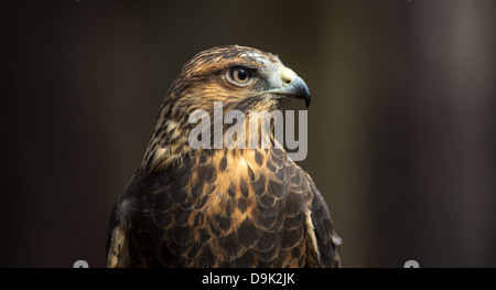 Une Buse de Swainson sur le gant au Carolina Raptor Center. Banque D'Images