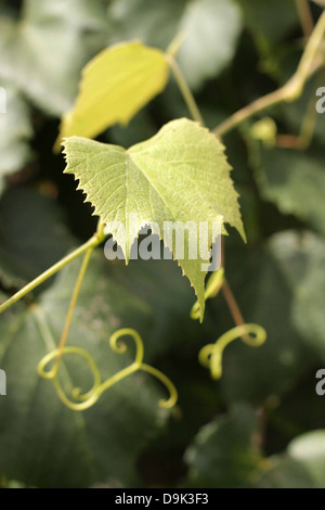 Feuillage vert feuille feuilles de vigne vigne vin raisin soleil Banque D'Images