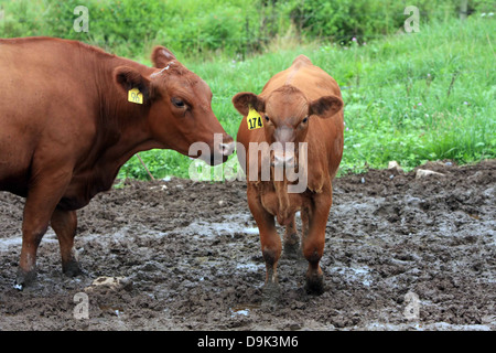 Angus angus vache veau ferme d'élevage animal taureau rouge rural pays Banque D'Images