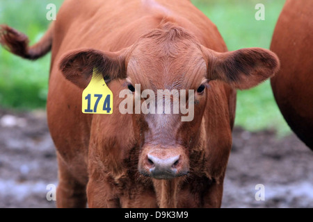 Angus angus vache veau ferme d'élevage animal taureau rouge rural pays Banque D'Images