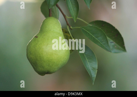 Poire verte accroché sur branche d'arbre avec feuilles feuille food Banque D'Images