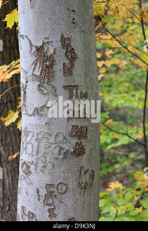 Automne Automne feuille feuilles tronc d'arbre écorce nom sculpter cœur amour amoureux amoureux Tim Deb vertical branche branches Banque D'Images