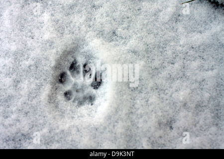 Hiver neige froid pied empreinte de patte d'animal chien animal Banque D'Images