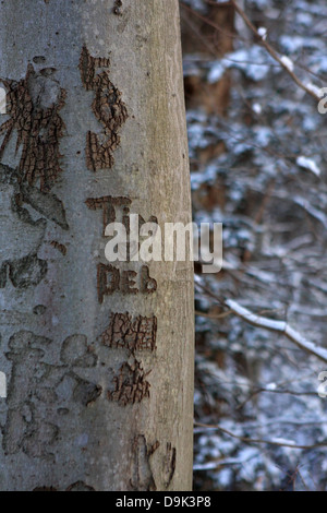 L'écorce du tronc d'arbre sculpté ancien noms sculpter l'amour Tim Deb initiales coeur neige hiver branche branches amoureux amoureux nom Banque D'Images