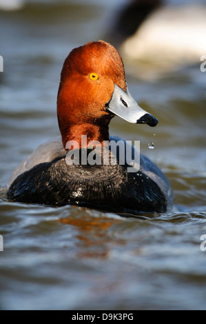 Readhead duck Aythya americana, Choptank River, la baie de Chesapeake, Cambridge, Maryland Banque D'Images