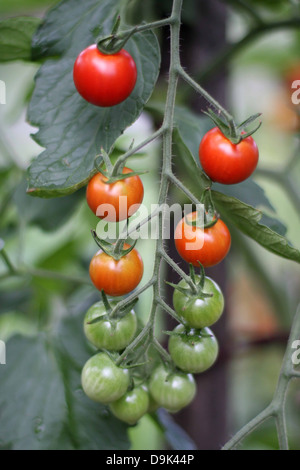 Ferme frais tomates cerises mûres non affiné à pâte rouge vert légumes fruits tiges de vigne Banque D'Images