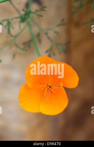 Eschscholzia californica. Pavot de californie Banque D'Images