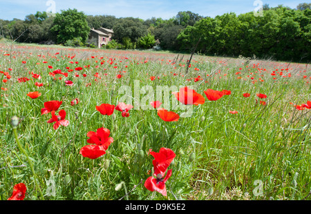 Champ de coquelicots la floraison près de Saint-Paul-Trois-Châteaux, vallée du Rhône, dans le sud de la France Banque D'Images