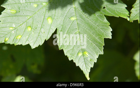 Blotched patchs sur sycamore tree leaf causés par les galles erineum - le travail d'acariens Eriophyes Banque D'Images