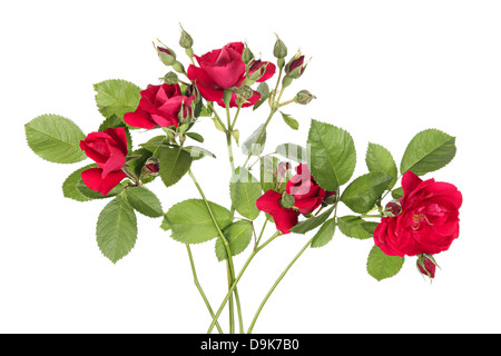 Fleurs de rambling rose sur fond blanc Banque D'Images