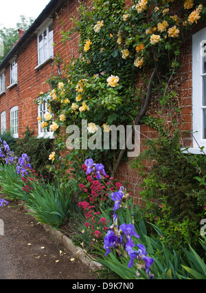 Rosiers grimpants jaune croissant sur mur brique cottage, Suffolk, Angleterre Banque D'Images