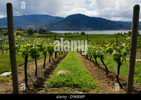 Rangées de vignes dans un vignoble laisse en bas de la colline jusqu'au lac Okanagan et les montagnes environnantes. Dans Nararamata, C.-B., Canada. Banque D'Images
