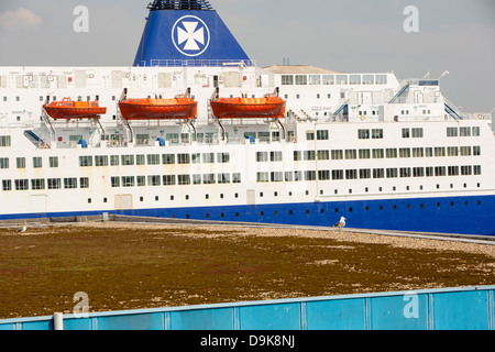 Un DFDS, Newcastle/Amsterdam ferry à Ijmuiden port avec un toit vert, d'entrepôt aux Pays-Bas. Banque D'Images