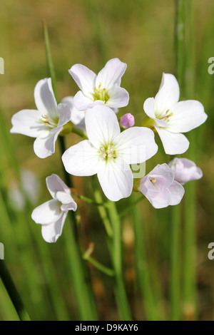 Lady's Smock ou cardamine des prés Cardamine pratensis Banque D'Images