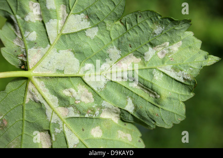 Feuilles de sycomore touchés par les galles, causé par l'acarien Aceria pseudoplatani Gall Banque D'Images