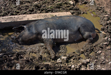 Cochon dans la boue Banque D'Images