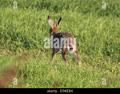 European Brown Hare (Lepus europaeus) courir vite à travers un pré Banque D'Images