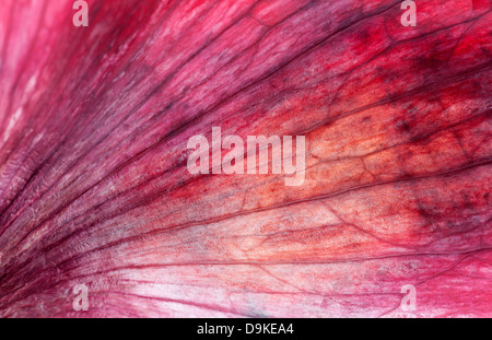 Oignon rouge macro shot Banque D'Images