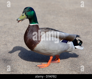 Canard malard mâle debout avec bec ouvert Banque D'Images