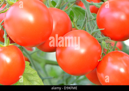 Tomates mûres prêts à prendre Banque D'Images