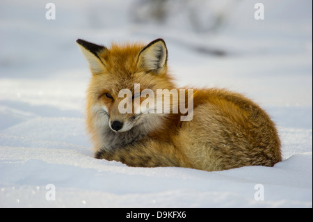 Hot red fox (Vulpes vulpes) la chasse au bord de la route à Yellowstone NationalPark, Mammoth Hot Springs, Wyoming, USA le 22 janvier Banque D'Images