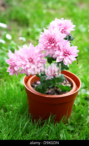 Chrysanthème japonais rose en pot on Green grass Banque D'Images