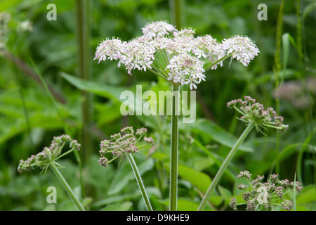 Berce du Caucase heracleum sphondylium est une robuste croissance umbelliferous ici de fleurs à côté de la Canal De Cromford dans le Derbyshire Banque D'Images