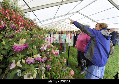 Woodstock, Oxfordshire, UK. Le 21 juin 2013. Woodstock, Oxfordshire, UK. Le 21 juin 2013. Les visiteurs admirer les fleurs s'affiche en Blenheim Palace Flower Show, Woodstock, Oxfordshire Royaume-Uni le 21 juin 2013. Aujourd'hui était jour d'ouverture du salon qui se tiendra du 21 au 23 juin. Le salon a attiré des milliers de visiteurs le jour de l'ouverture qui est venu pour voir de superbes fleurs, jardinage, produits alimentaires et boissons et des haut-parleurs de célébrité. Credit : Julian Eales/Alamy Live News Banque D'Images