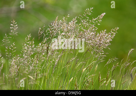 Herbe commune Agrostis capillaris dans un pré près de Monyash Derbyshire UK Banque D'Images