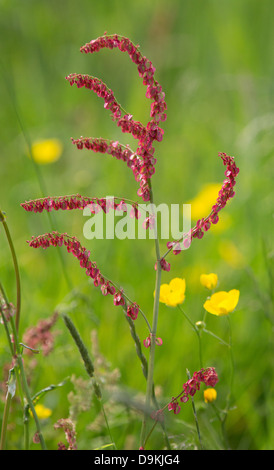 Fleur rouge de l'oseille commune Rumex acetosa dans une prairie fleurie Derbyshire Banque D'Images