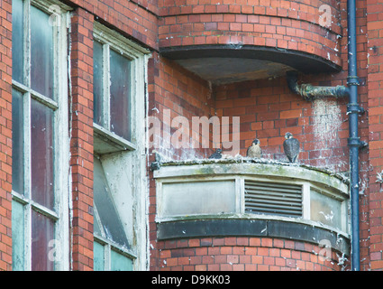 Le faucon pèlerin à l'envol des oisillons dans un nid construit sur un rebord de North Mill à Belper dans la vallée de la Derwent, Derbyshire, Royaume-Uni Banque D'Images