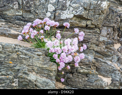 Thrift Armeria maritima - croissant dans une crevasse dans le nord schistes Kimmeridge Devon coast Banque D'Images