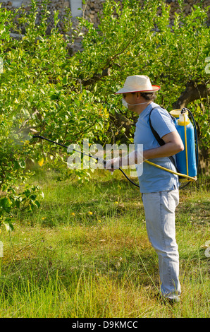 Travailleur agricole la pulvérisation de pesticides avec une plantation d'agrumes Banque D'Images