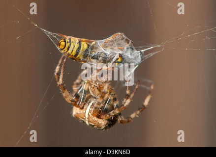 Une araignée une guêpe cocooning piégés dans son site web Banque D'Images