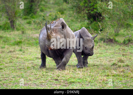 Mère rhinocéros avec un veau dans le Mara Simba Hills, Masai Mara, Kenya Banque D'Images