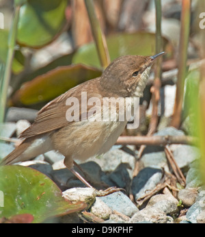 Acrocephalus scipaceus ; Wabler Reed Banque D'Images