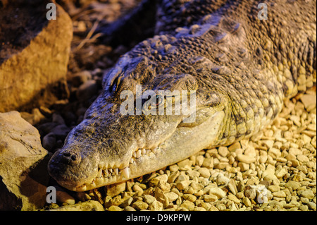 Crocodile de Morelet Banque D'Images