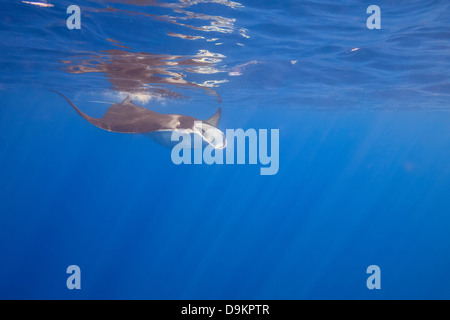 Manta Ray, Big Island, Hawaii, USA Banque D'Images