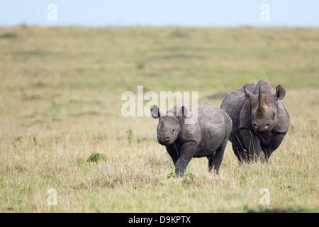 Mère rhinocéros avec un veau dans le Mara Simba Hills, Masai Mara, Kenya Banque D'Images