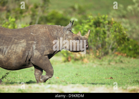 Rhinoceros petit l'Mara Simba Hills, Masai Mara, Kenya Banque D'Images
