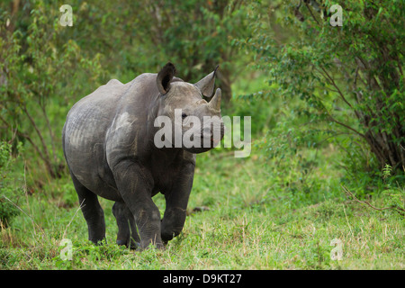 Rhinoceros petit l'Mara Simba Hills, Masai Mara, Kenya Banque D'Images