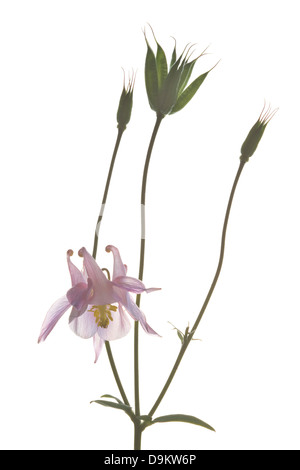 L'ancolie (Aquilegia vulgaris) fleur avec capsules de graines, rose sur fond blanc Banque D'Images