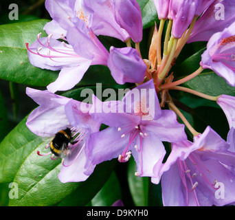 Bourdon sur Rhododendron Banque D'Images