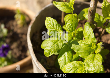 La Menthe fraîche pousse dans un pot terriens à l'extérieur de la chambre. Banque D'Images