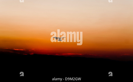 Ulm volant dans le coucher du soleil. Banque D'Images