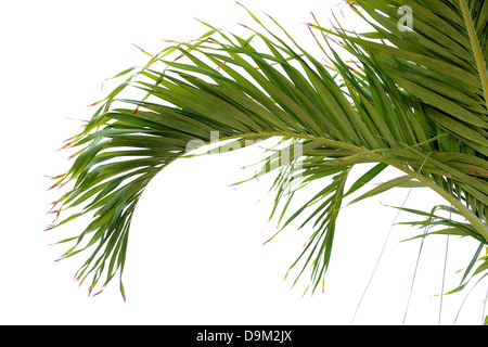 Palm tree branch isolé sur fond blanc Banque D'Images